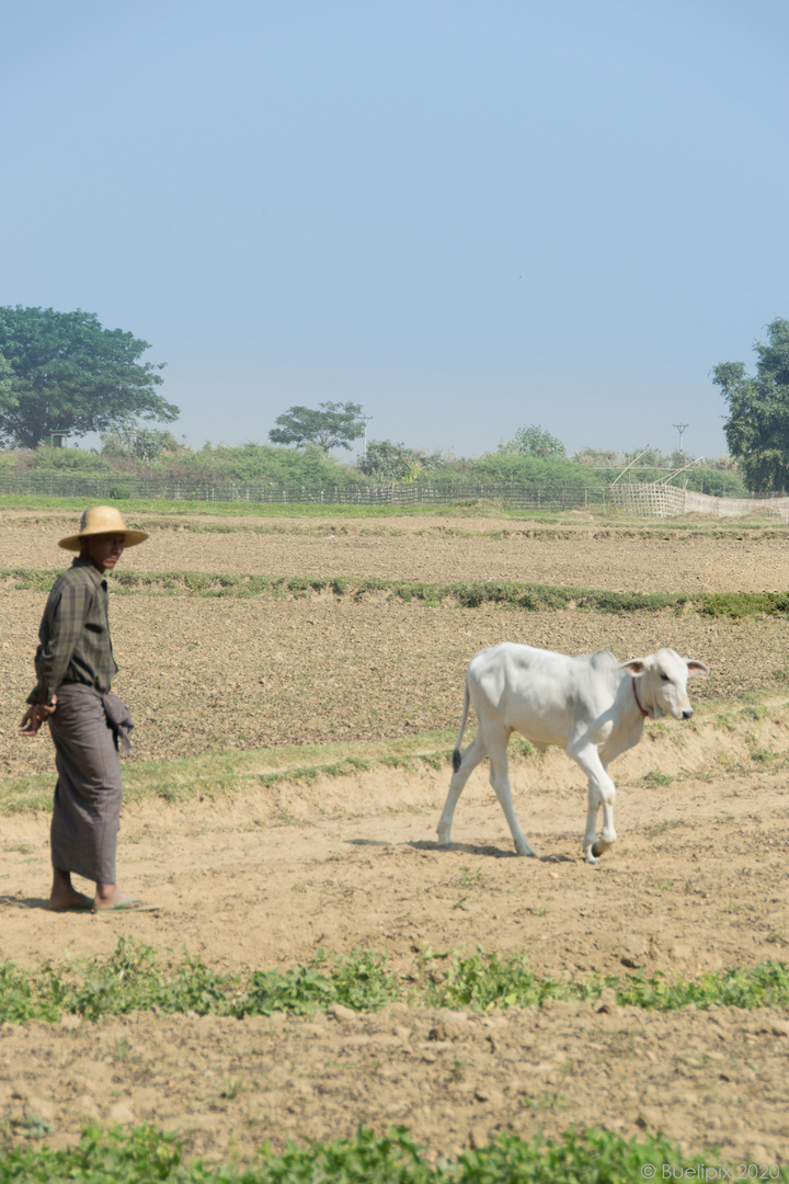 in einem Dorf am Irrawaddy (© Buelipix)