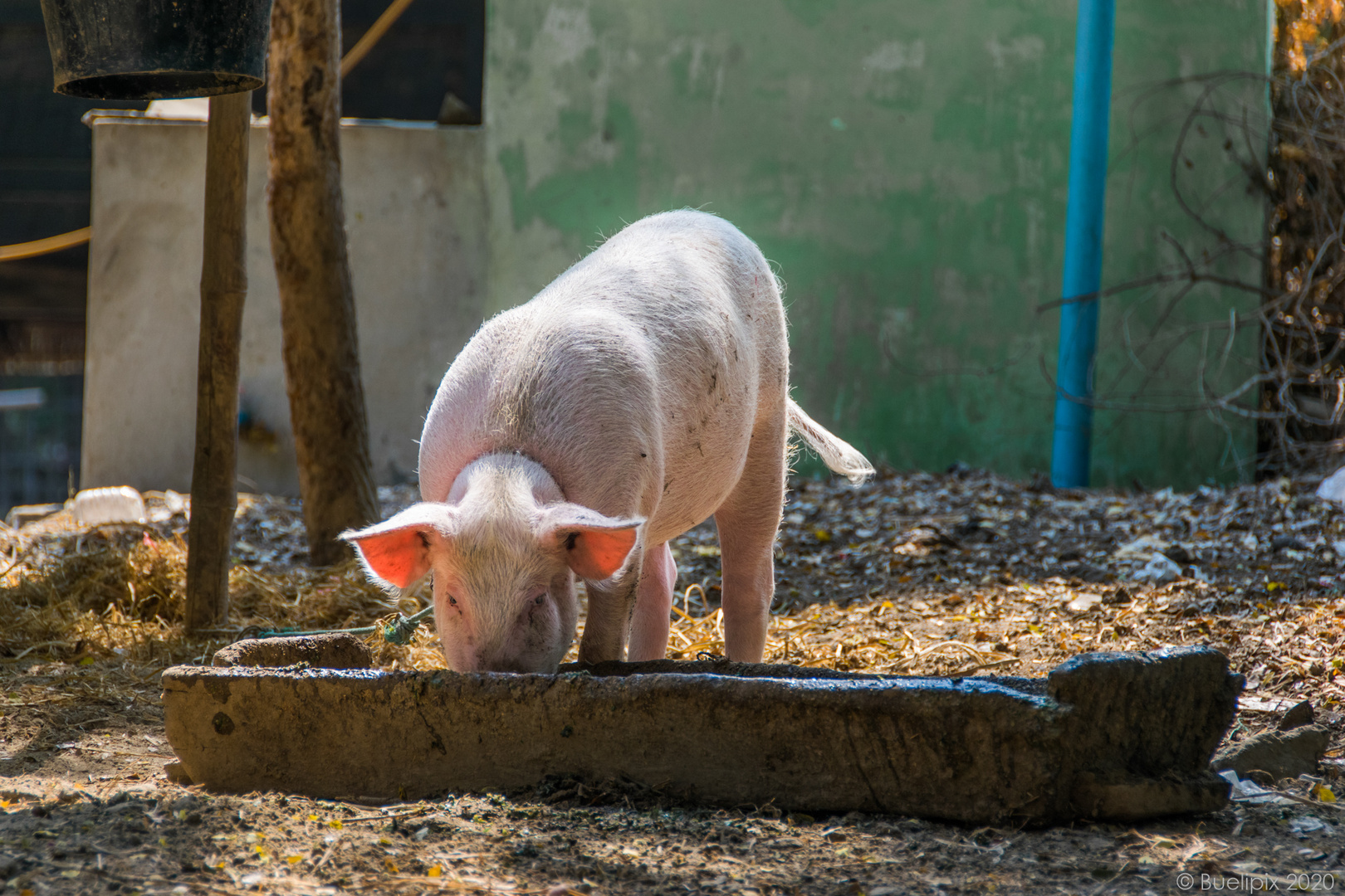 in einem Dorf am Irrawaddy (© Buelipix)