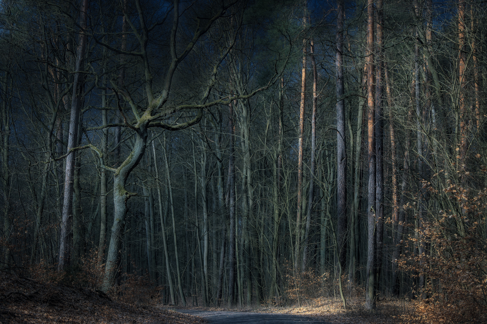 In einem dunklen, dunklen Wald ...