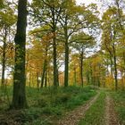 in einem gelichteten Eichen-Mischwald