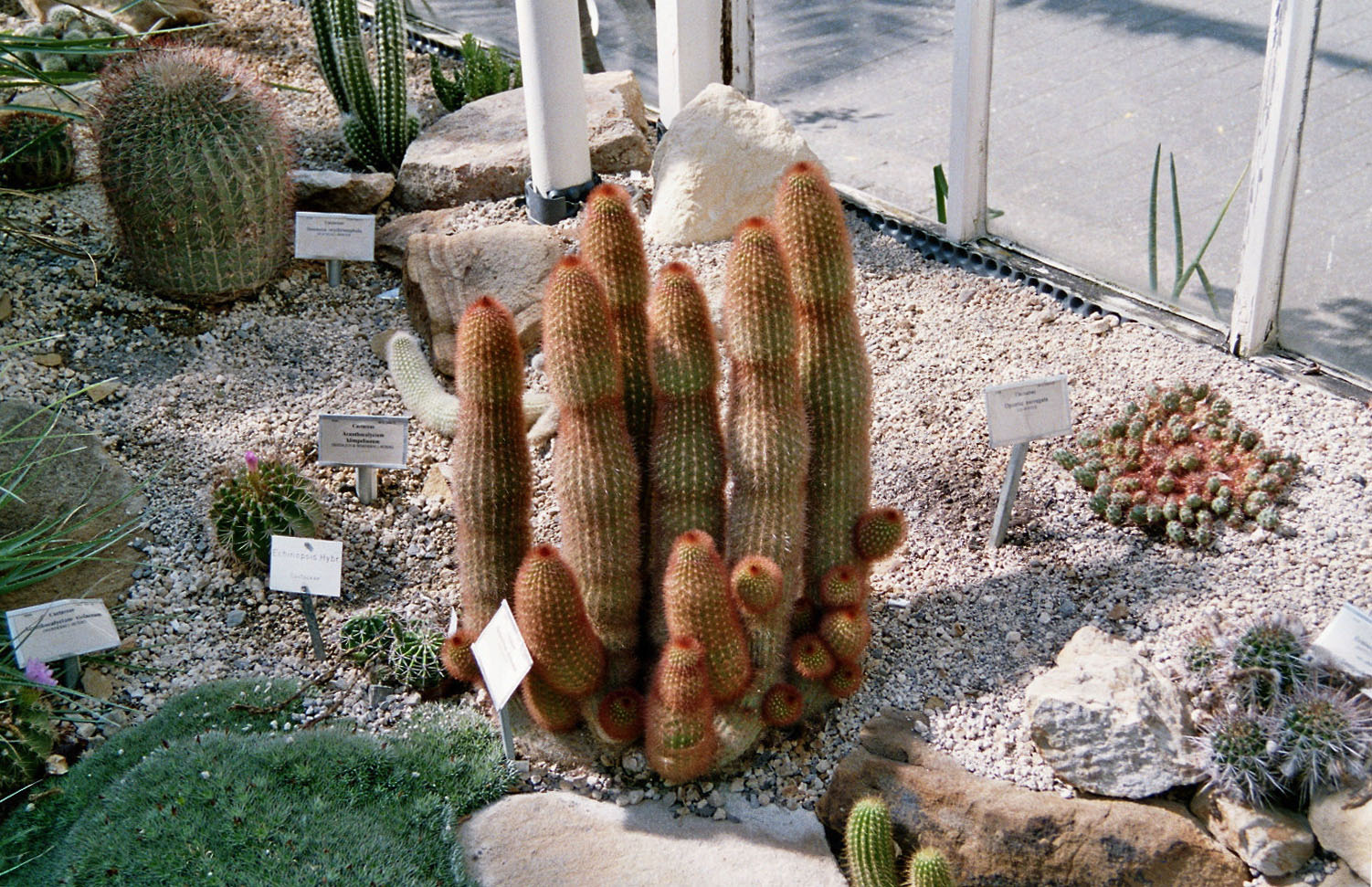 In einem Gewächshaus des Botanischen Gartens zu Münster