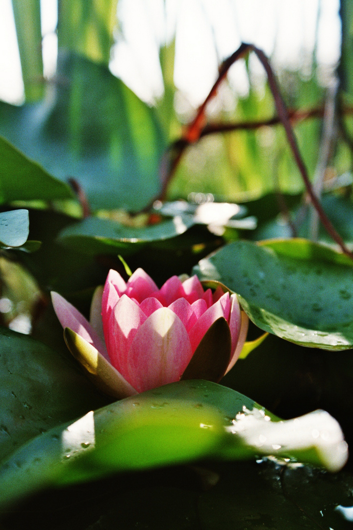 In einem Kieler Garten