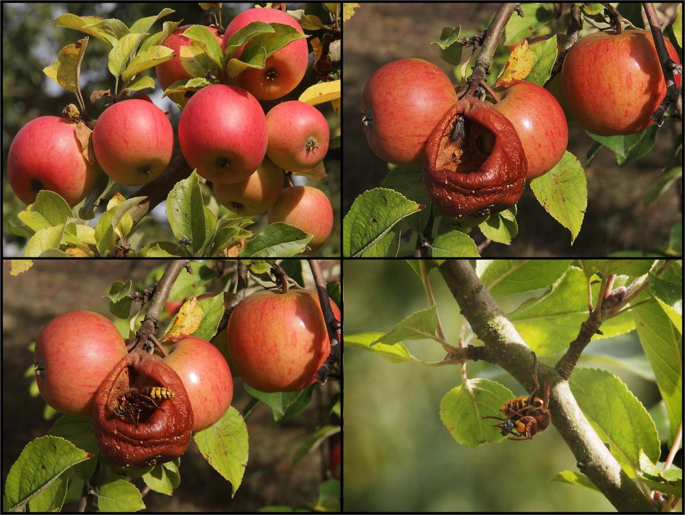 In einem kleinen Apfel ...