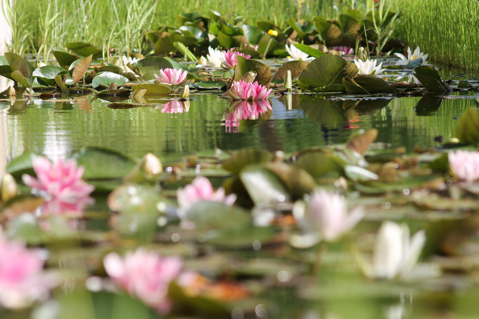 In einem kleinen Teich in Kiel-Schilksee (b)