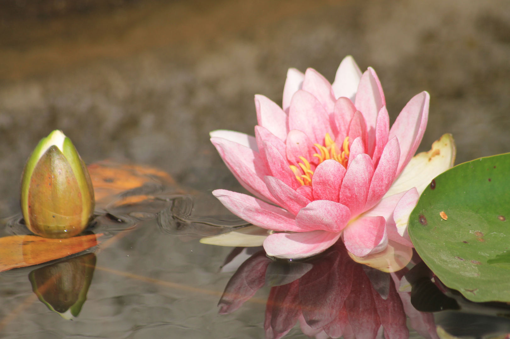 In einem kleinen Teich in Kiel-Schilksee (c)