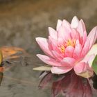 In einem kleinen Teich in Kiel-Schilksee (c)