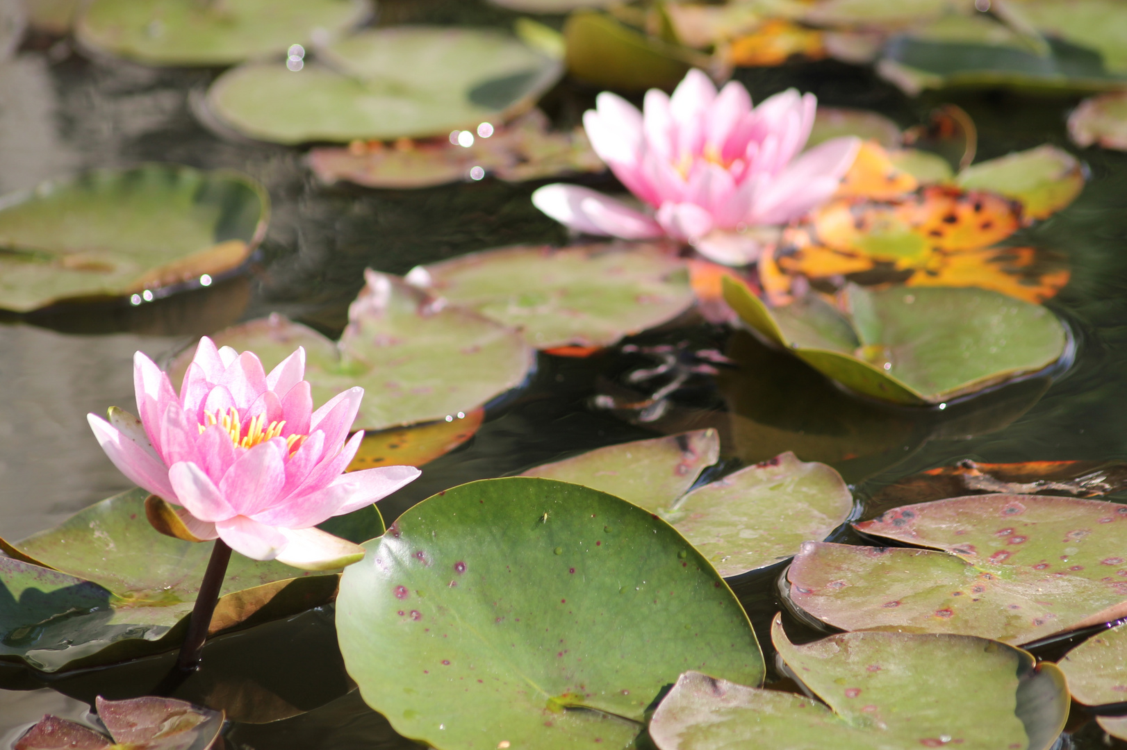 In einem kleinen Teich in Kiel-Schilksee