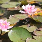 In einem kleinen Teich in Kiel-Schilksee