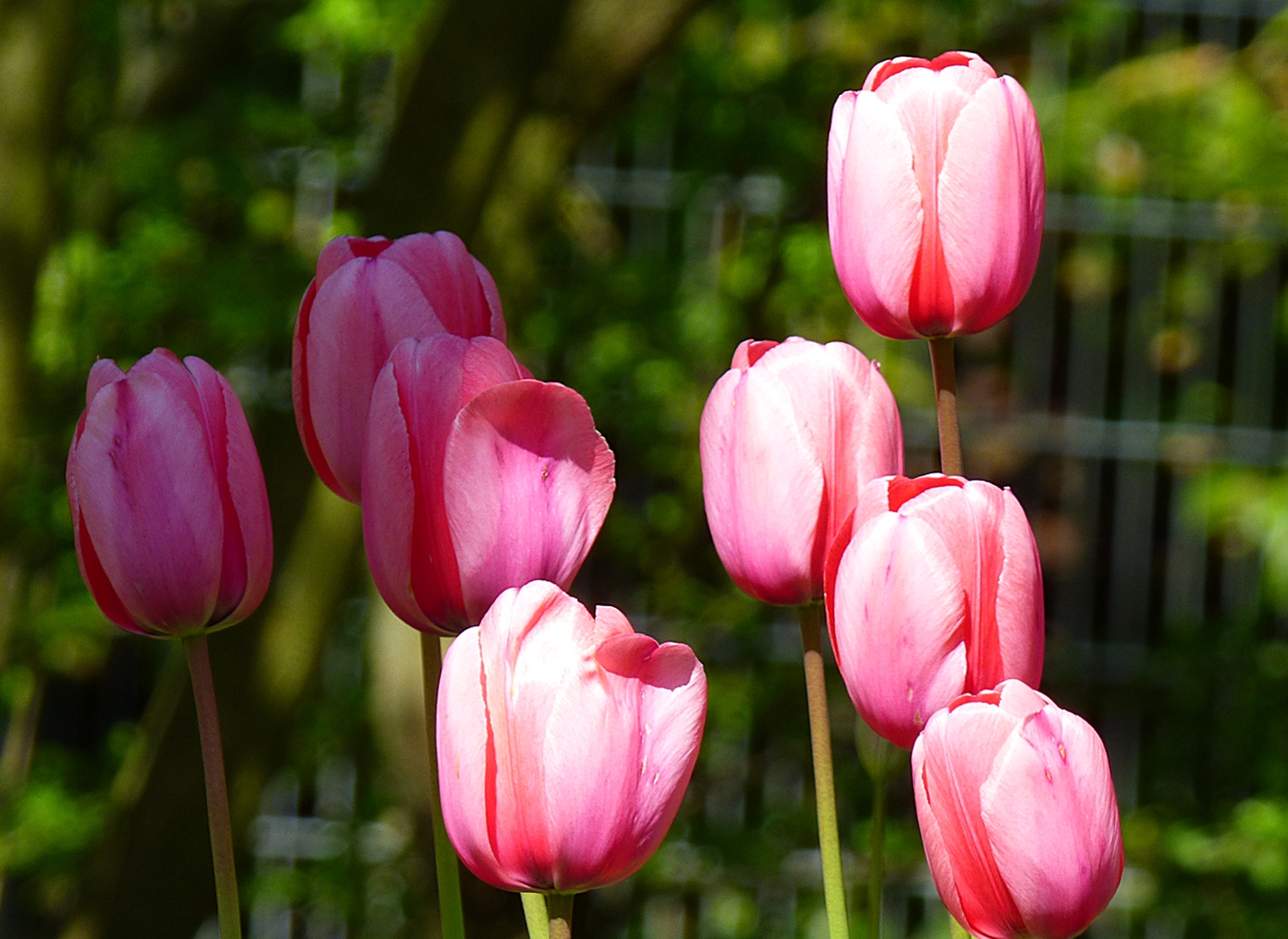 In einem leuchtenden Rosa . . .