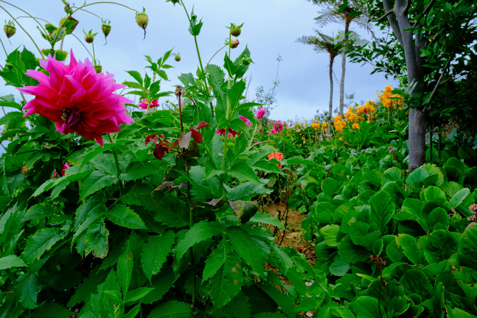 In einem magischen Garten