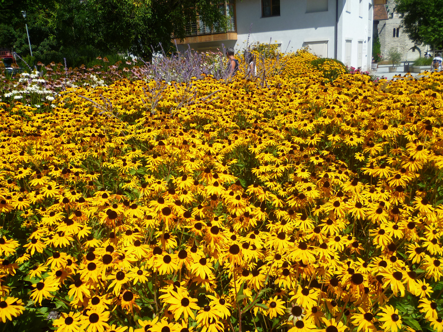 IN EINEM MEER VOLLER BLÜTEN