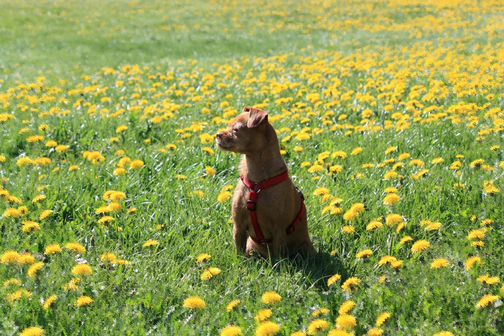 In einem Meer von Butterblumen