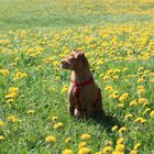 In einem Meer von Butterblumen