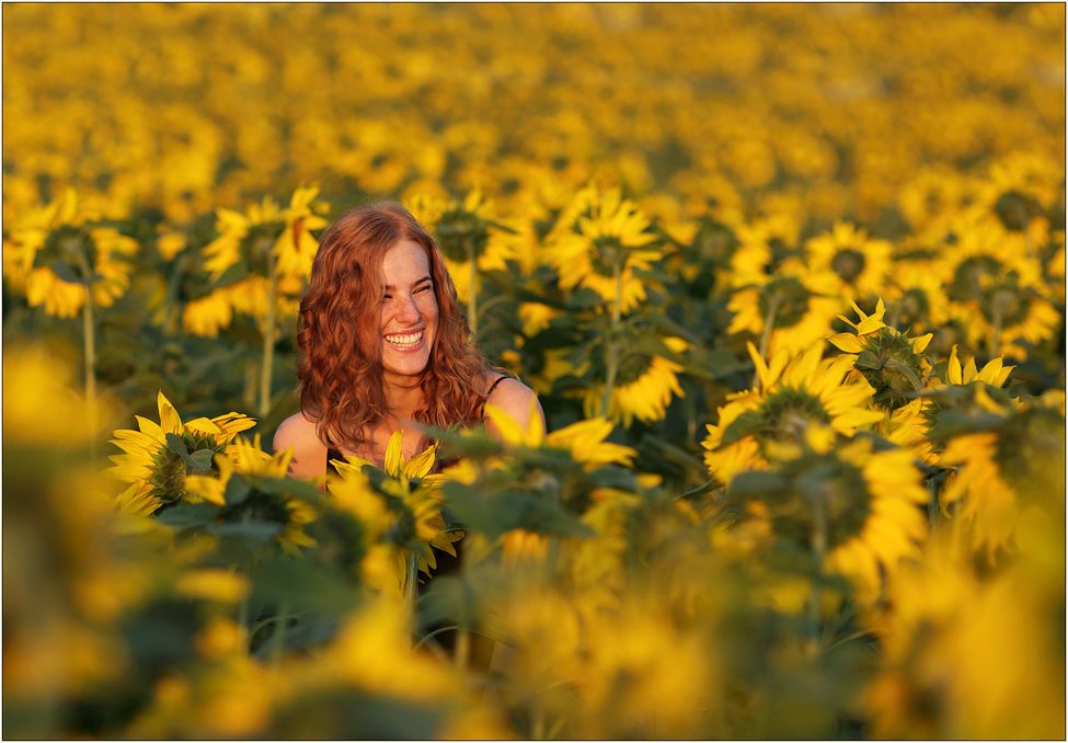 in einem Meer von Sonnenblumen