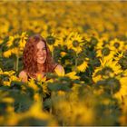 in einem Meer von Sonnenblumen