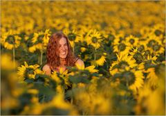 in einem Meer von Sonnenblumen