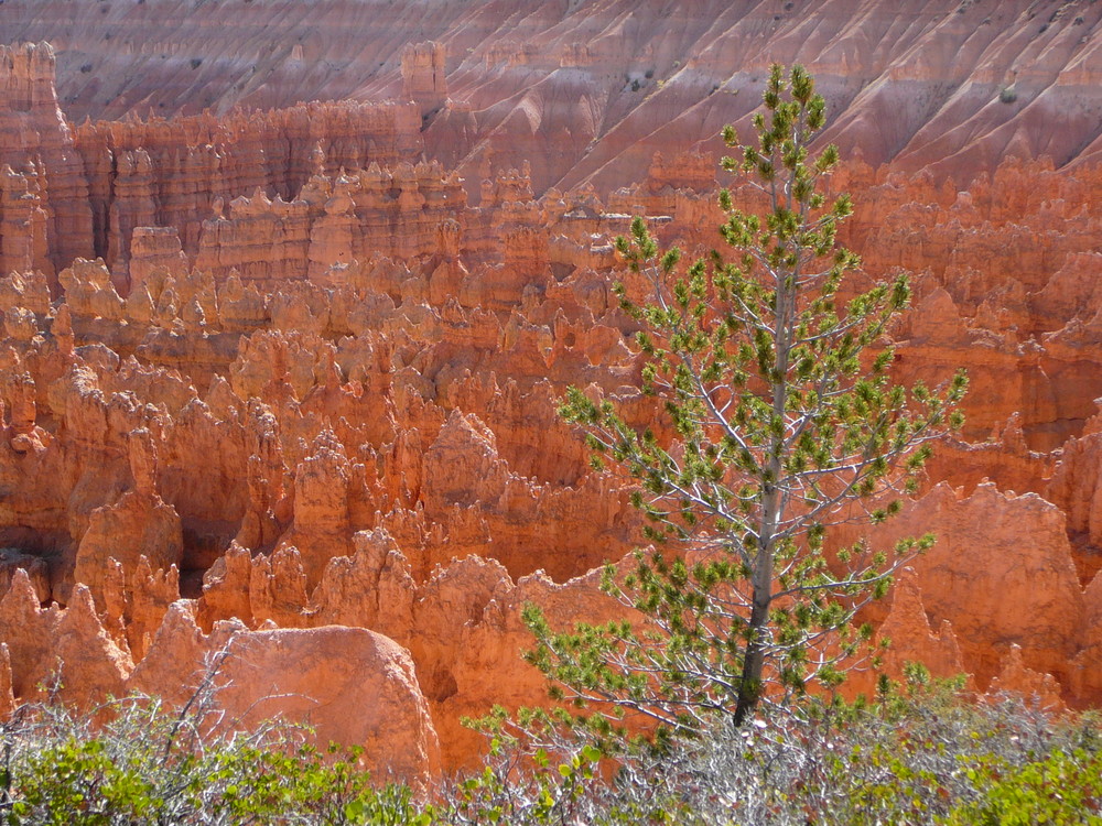 In einem meiner Lieblingsparks, dem Bryce Canyon