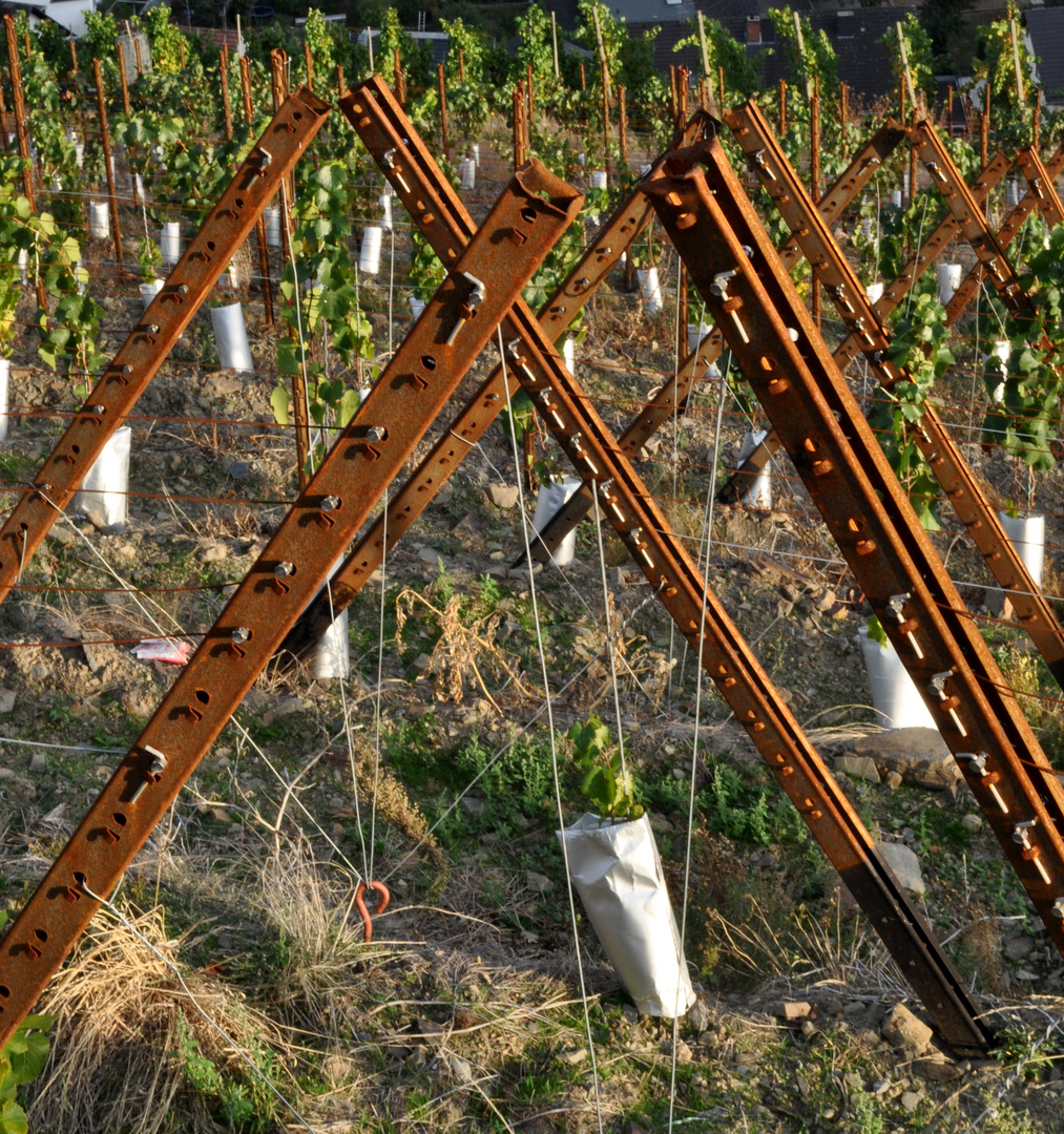 in einem neu gepflanzten Weinberg bei Dernau