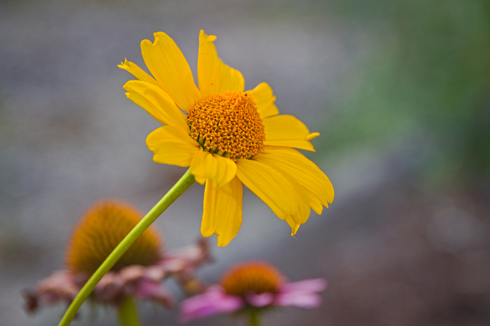 In einem schönen Garten