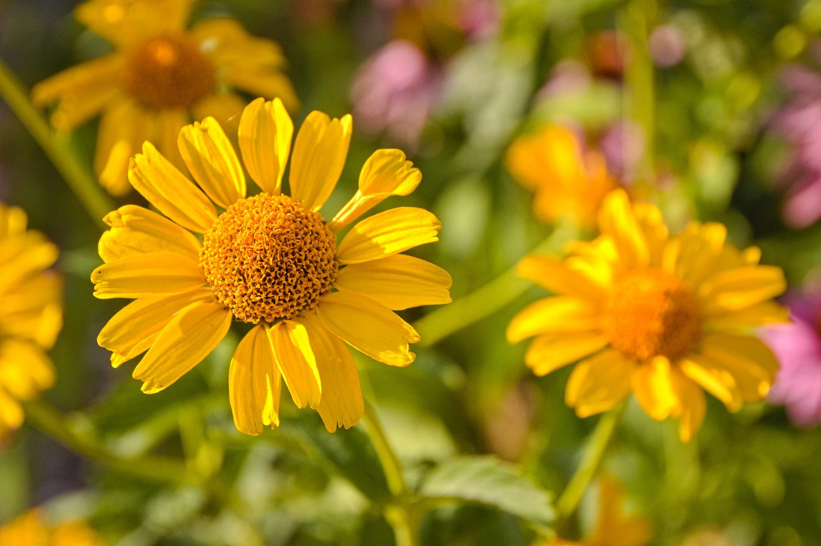 In einem schönen Garten