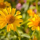 In einem schönen Garten