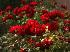 In einem Stammersdorfer Rosengarten