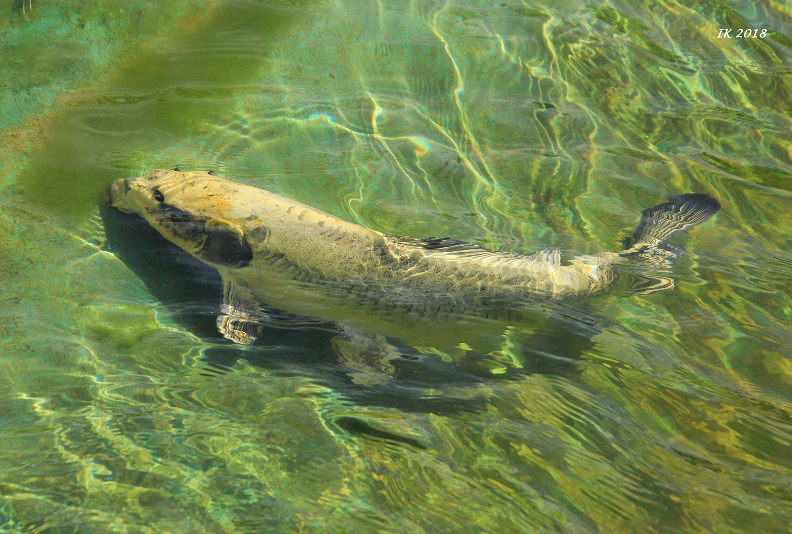 In einem Teich......