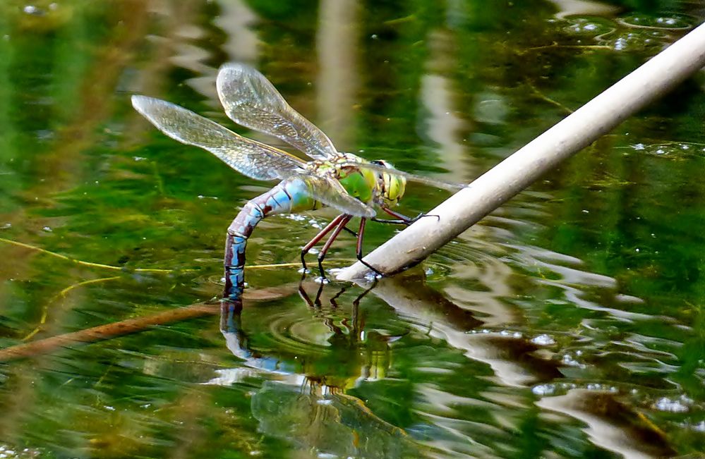 In einem Teich . . . Foto & Bild tiere, wildlife, libellen Bilder auf