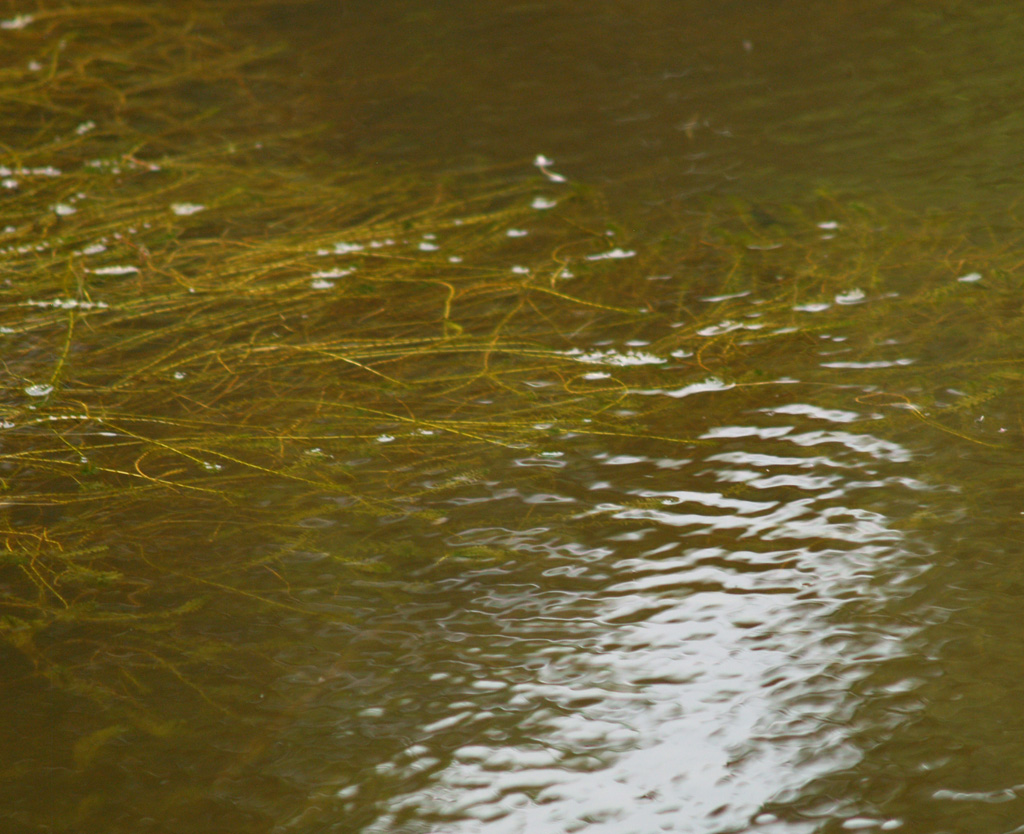 in einem Teich