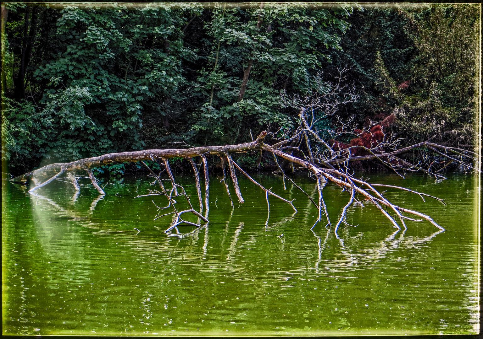 IN EINEM TEICH IM WALD.....