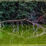 IN EINEM TEICH IM WALD.....