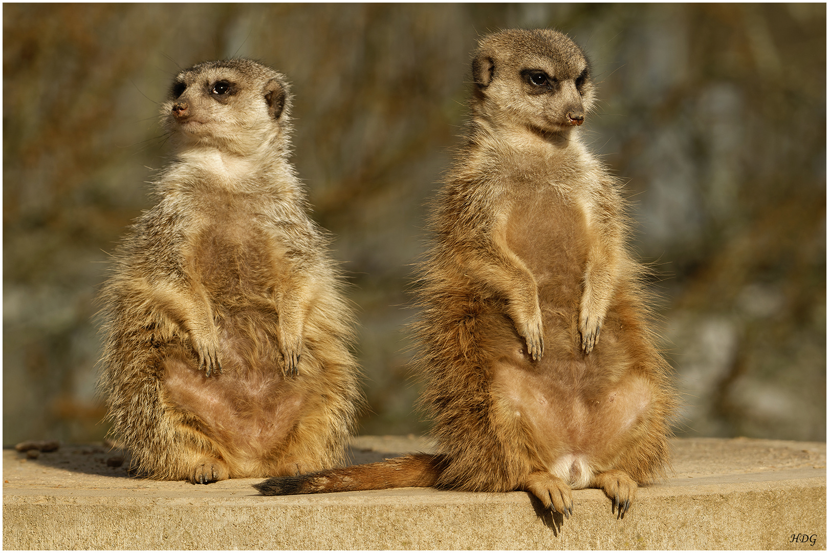 In einem Tierpark ...