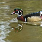 In einem Tierpark (3) ... 