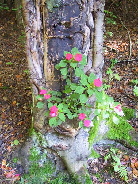 In einem Toten Baum kommt neues Leben (Blüten)