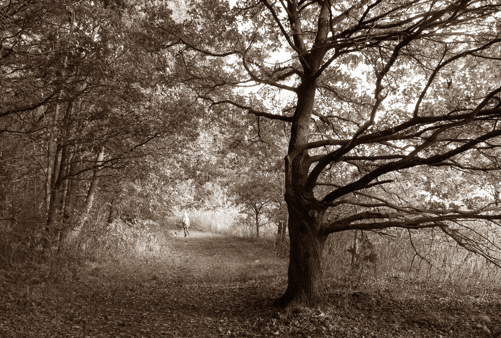 in einem Wald an der Oste ...