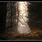 In einem Wald bei Herbern