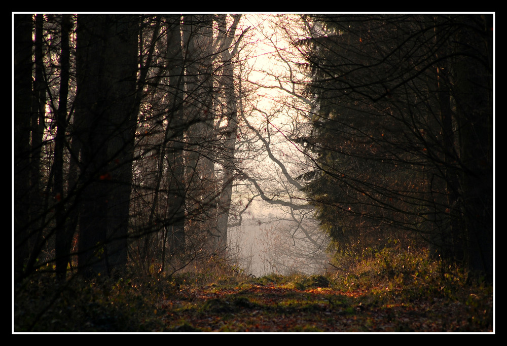 In einem Wald bei Herbern