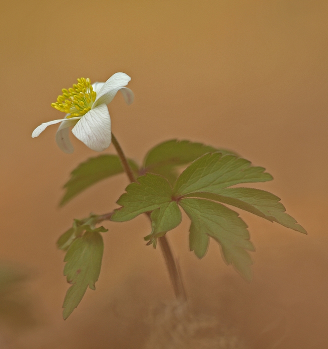 In einem Wald im Busch, im Winde stehend ein Röschen by Wienerfotogräfin 