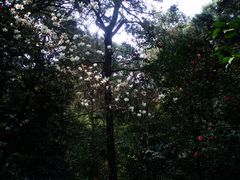 In einem Wald voller blühender Kamelien