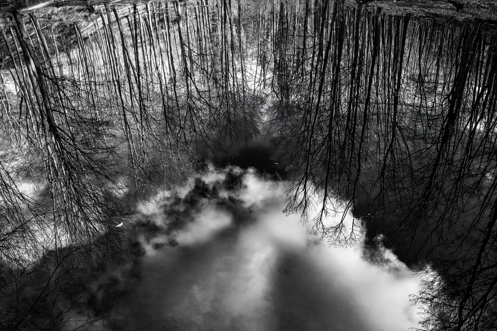 In einem Waldteich