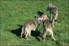 In einem Wolfsrudel herrscht eine natürliche Rangordnung.