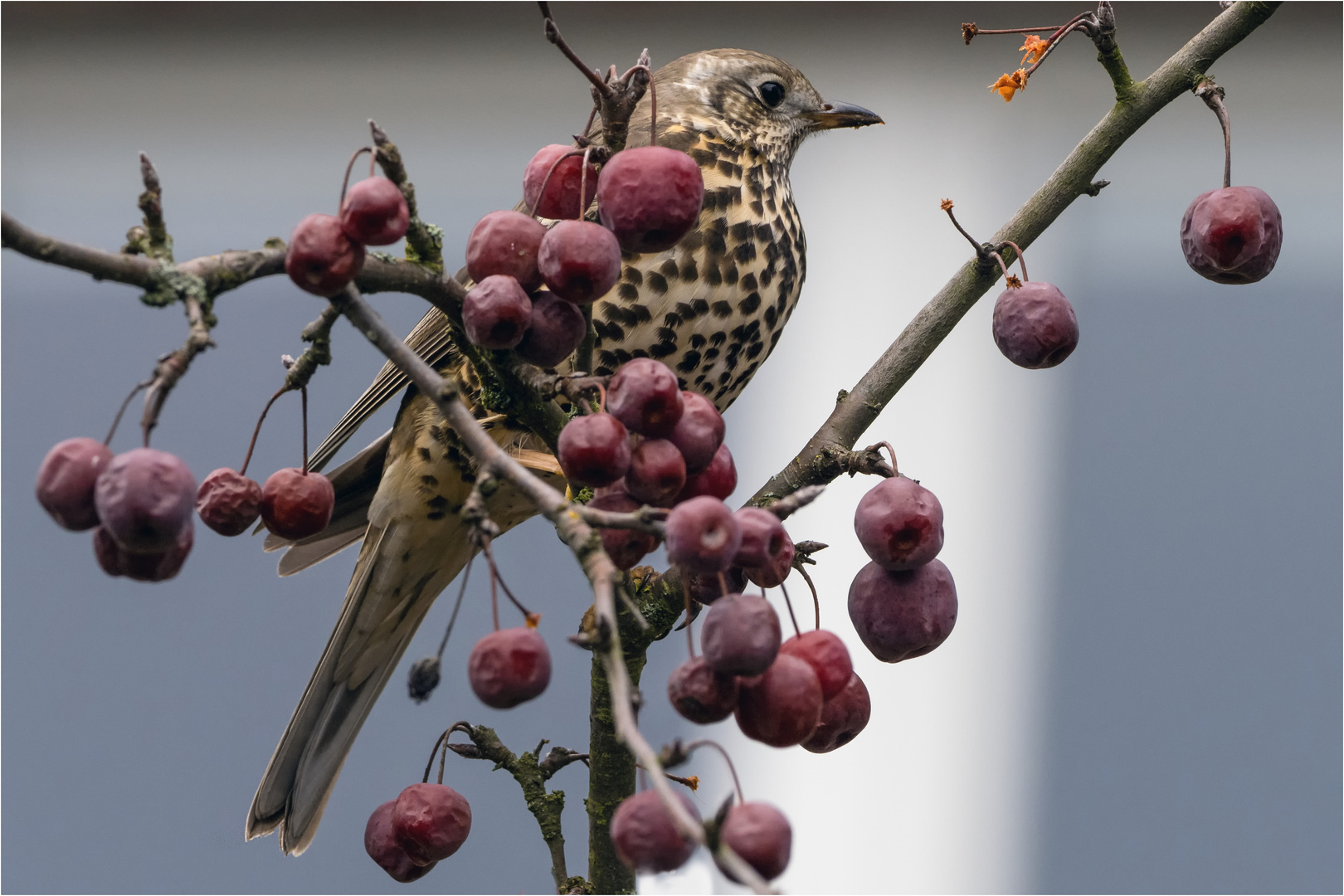 in einem Zierapfelbaum  .....