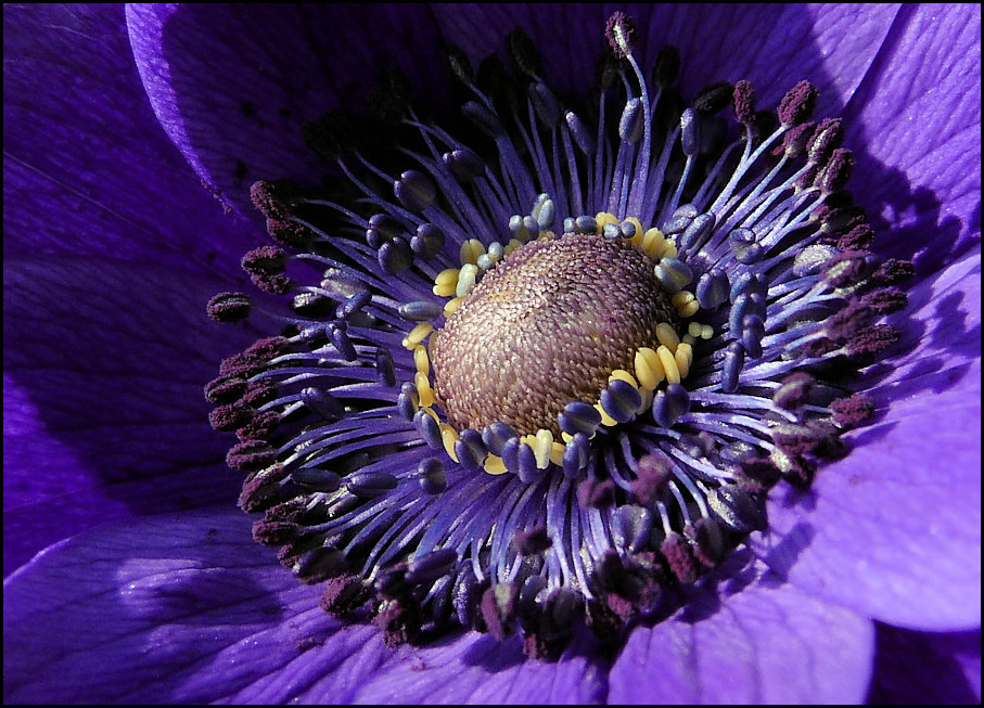 in einer blauen Anemone