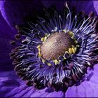 in einer blauen Anemone