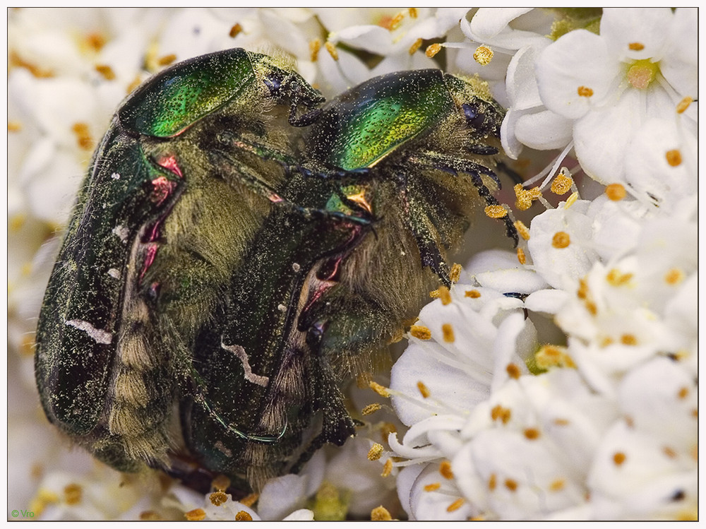 in einer Blüte