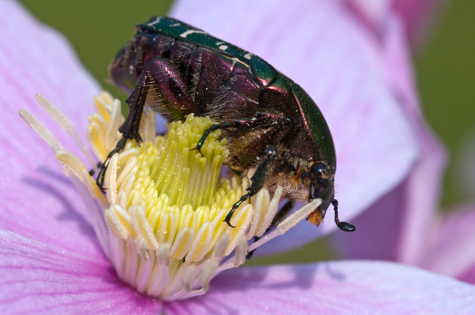 In einer Clematisblüte