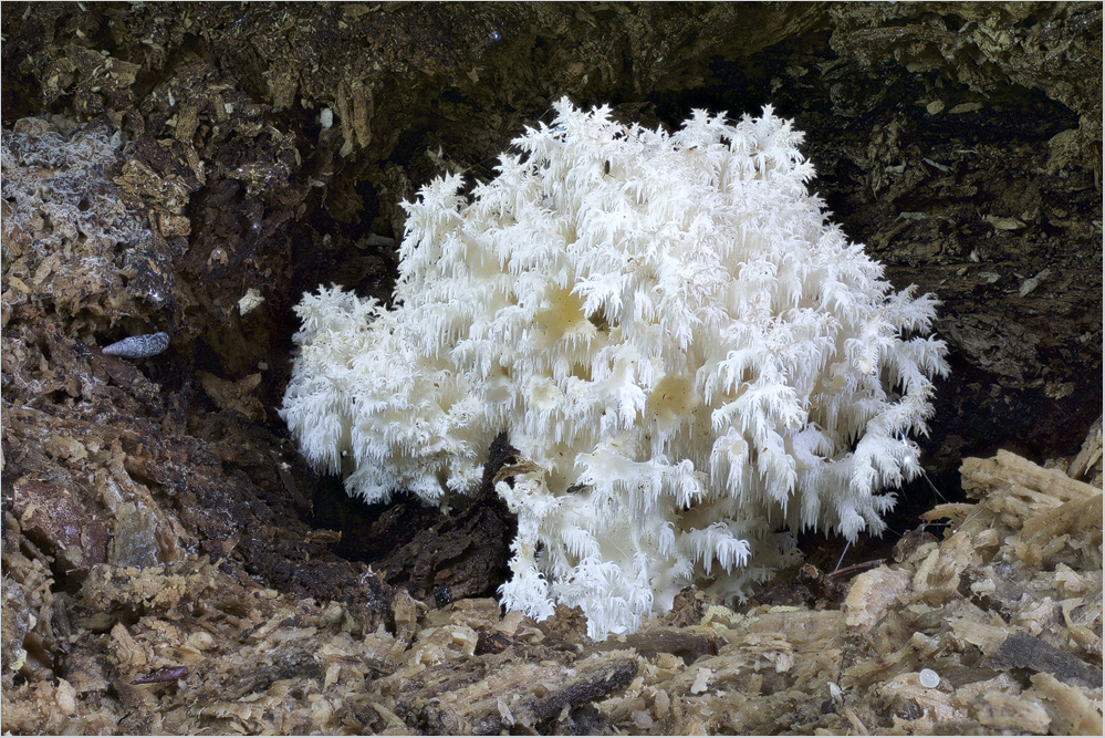 In einer kleinen Baumhöhle..