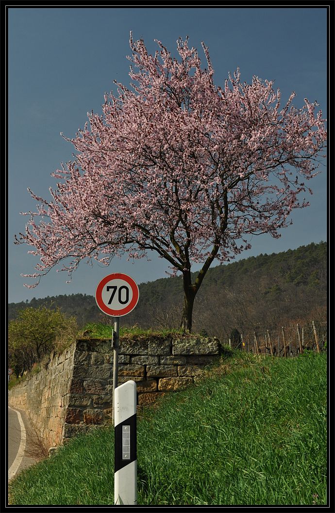 in einer Linie . Mandelblüte 2012