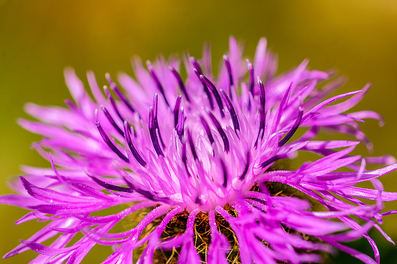 In einer naturbelassenen Wiese