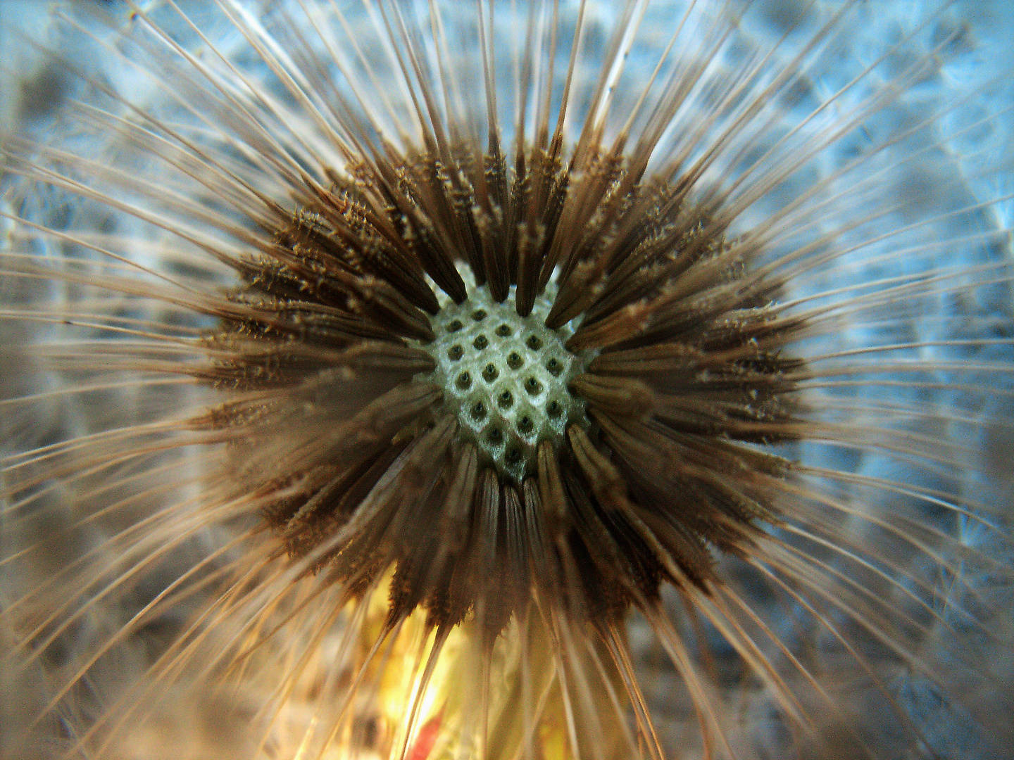 in einer Pusteblume